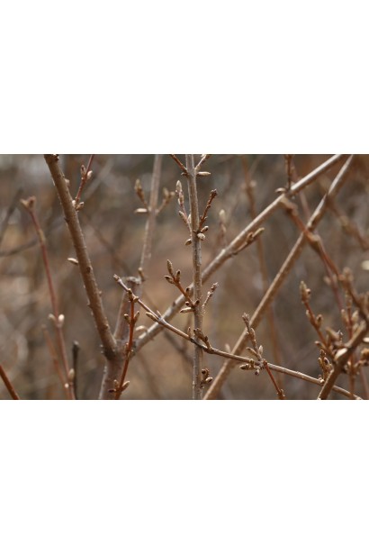 Жовті квіти Форзиції Кумсон навесні